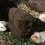 Guinea Pigs in Ecuador